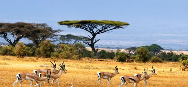 Taman Nasional Baluran, Inilah Pesona Wisata Indonesia dengan Rasa Afrika