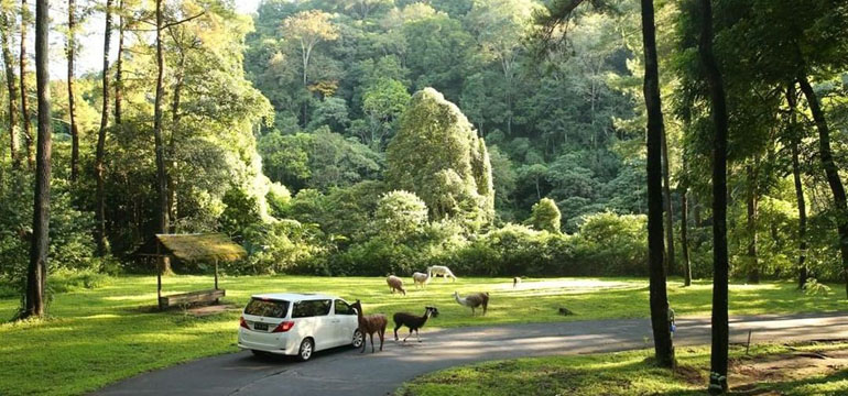 Serunya Melihat Satwa dari Jarak Dekat di Taman Safari Prigen Jawa Timur