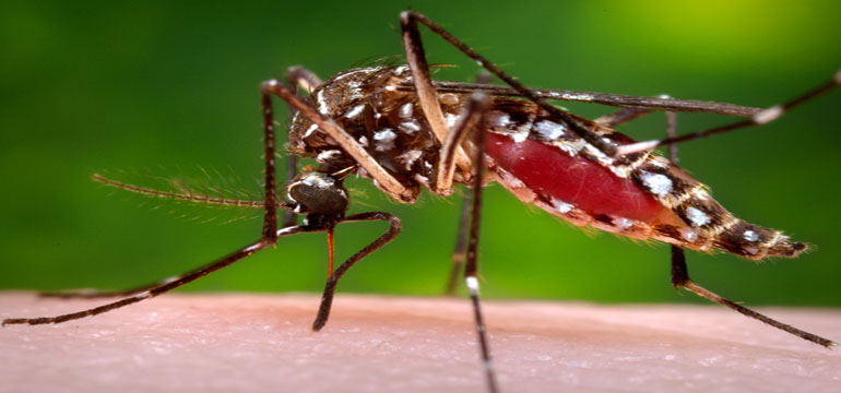 Waspada Demam Berdarah Dengue
