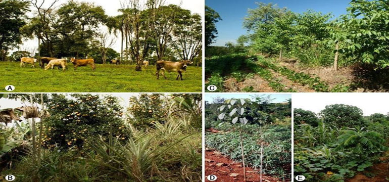 5 Cara Optimalkan Lahan Melalui Agroforestry