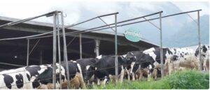 Mengenal Proses Peternakan hingga Pengolahan Susu Greenfields di Indonesia