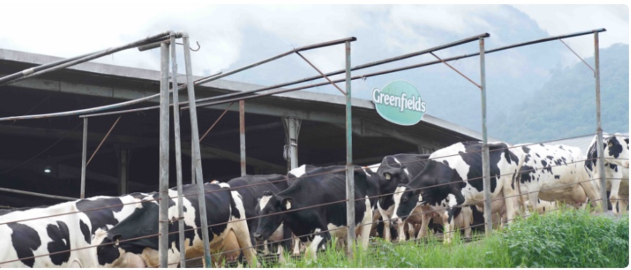 Mengenal Proses Peternakan hingga Pengolahan Susu Greenfields di Indonesia
